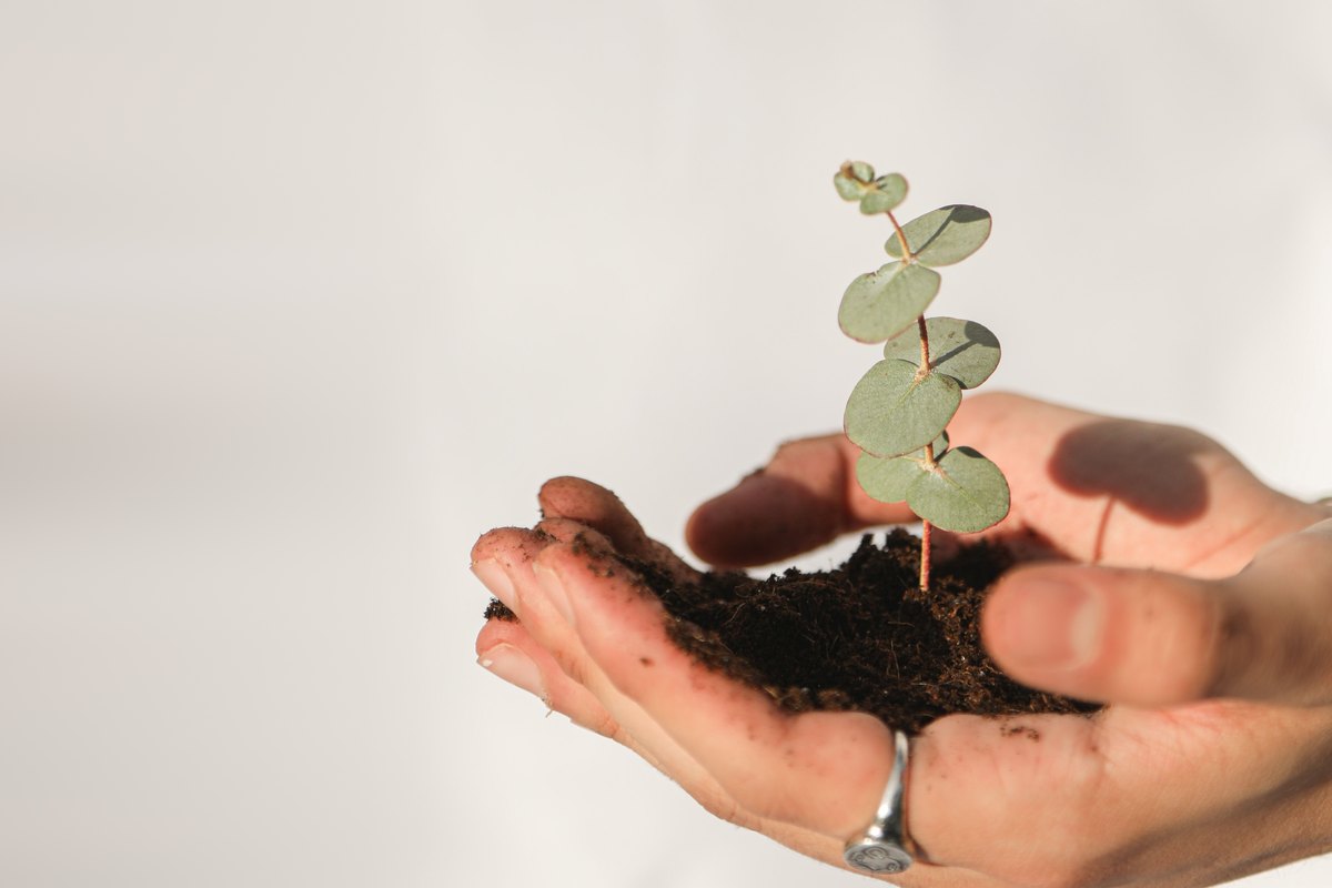 Cupped hands holding soil and a young eucalyptus seedling